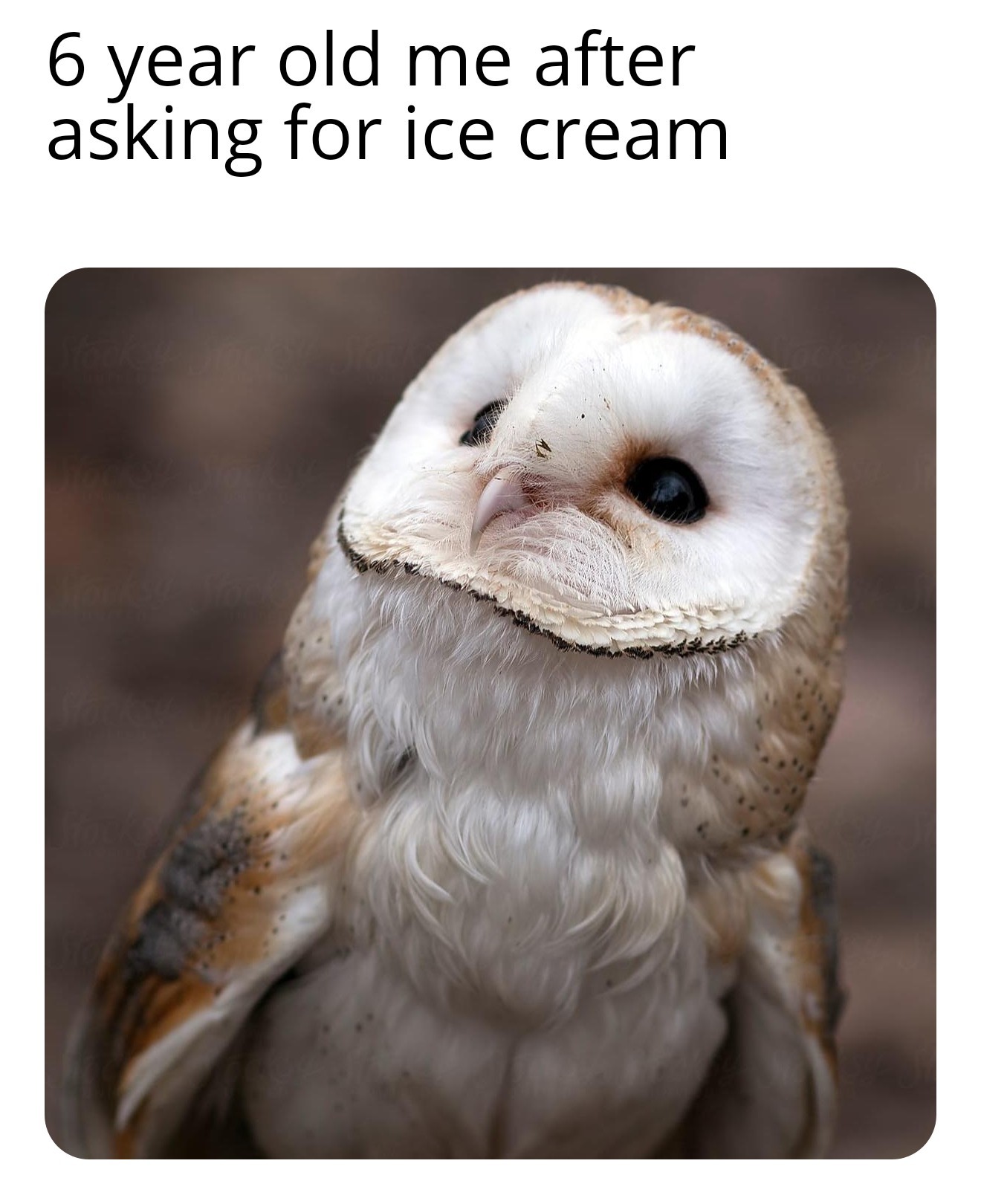 Coot owl :3 - meme