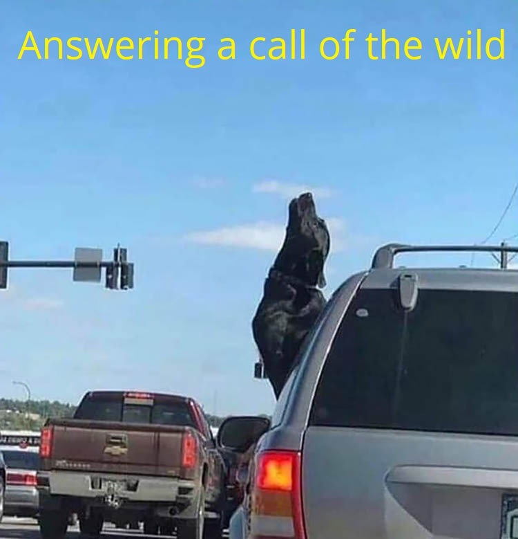 Call of the wild - meme