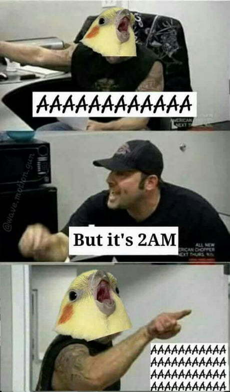 As a former bird owner, can confirm - meme