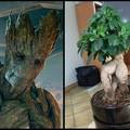Groot le coquin
