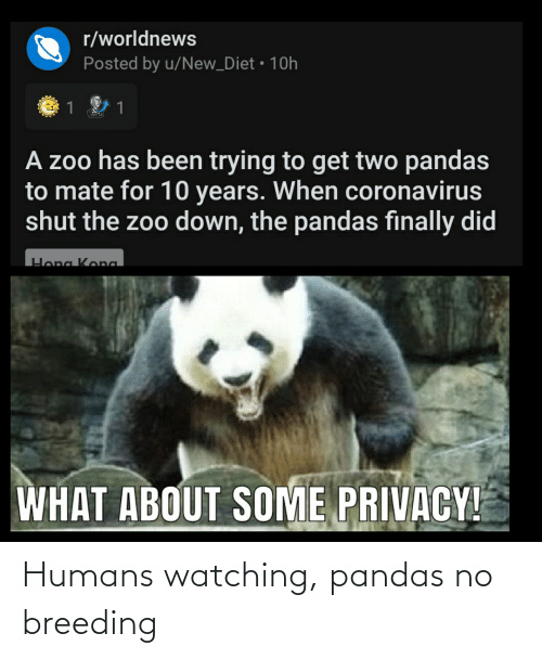 Wow pandas love privacy  follow me for more panda memes