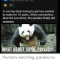 Wow pandas love privacy  follow me for more panda memes