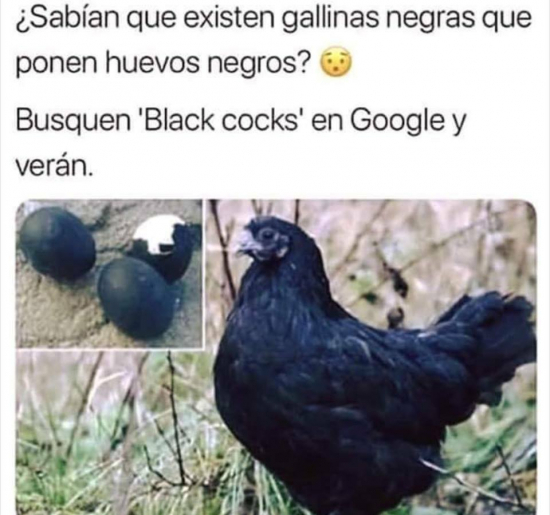 black cocks - meme