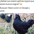 black cocks