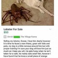 Lobster for sale - Dank meme