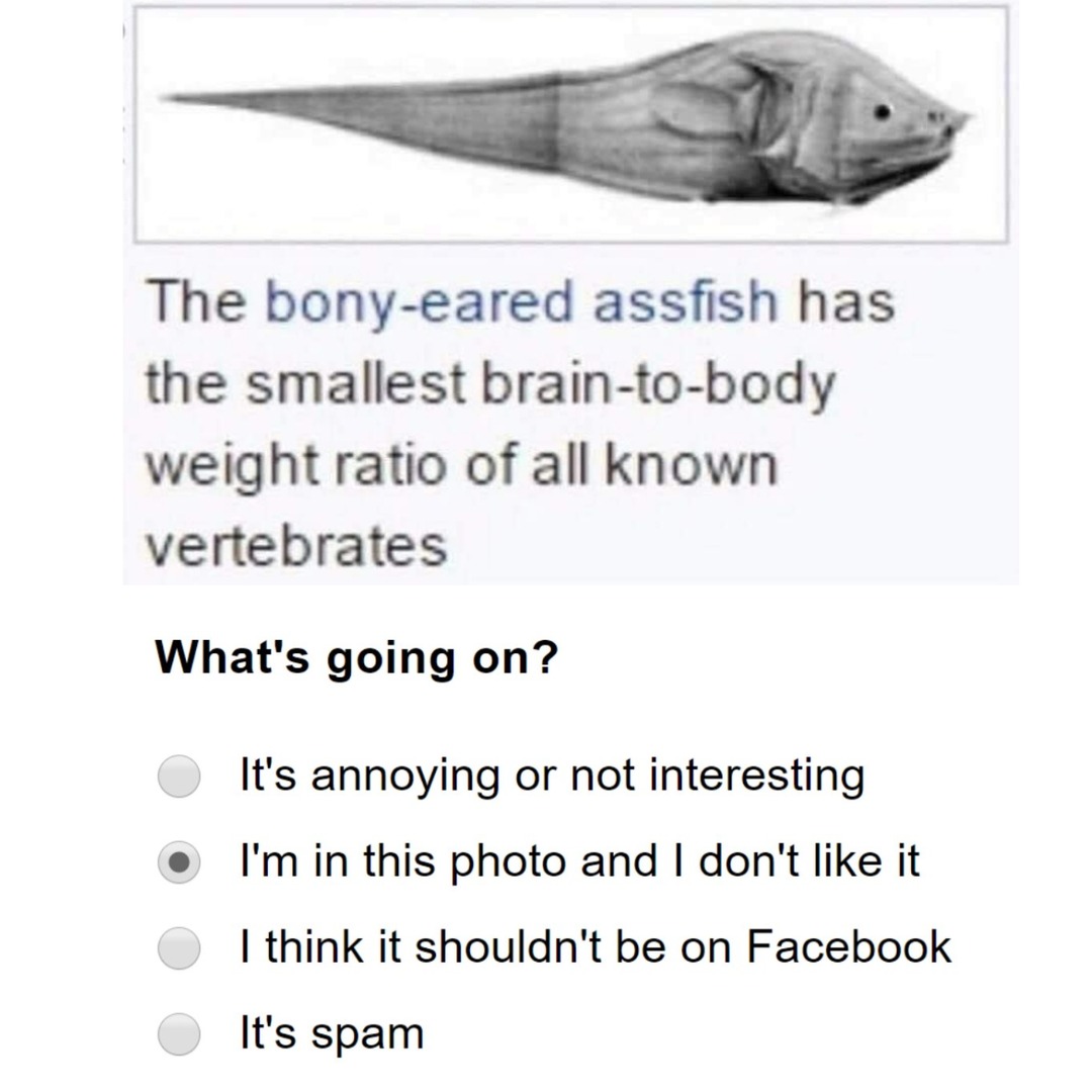 bony eared assfish - meme