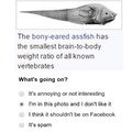 bony eared assfish