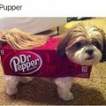 Dt.pupper
