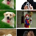 Logica de perros