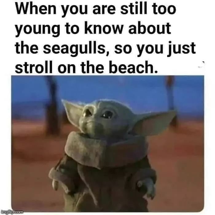 Blissfully unaware of the seagull apocalypse ahead - meme