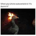 Duck this