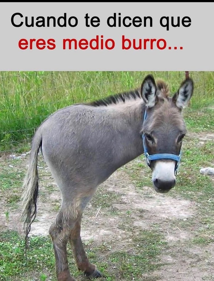 Burro - Meme by CARDAR :) Memedroid