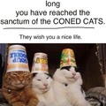 Coned cats
