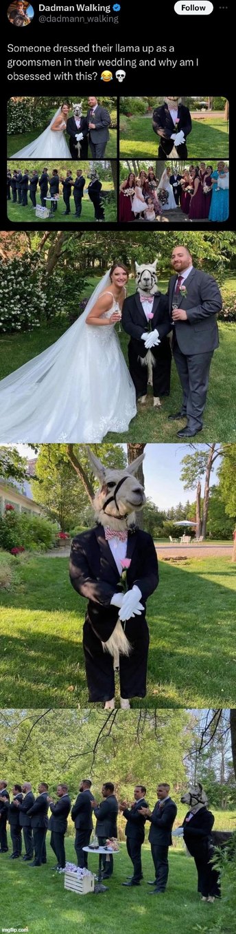 Llama as a groomsmen - meme