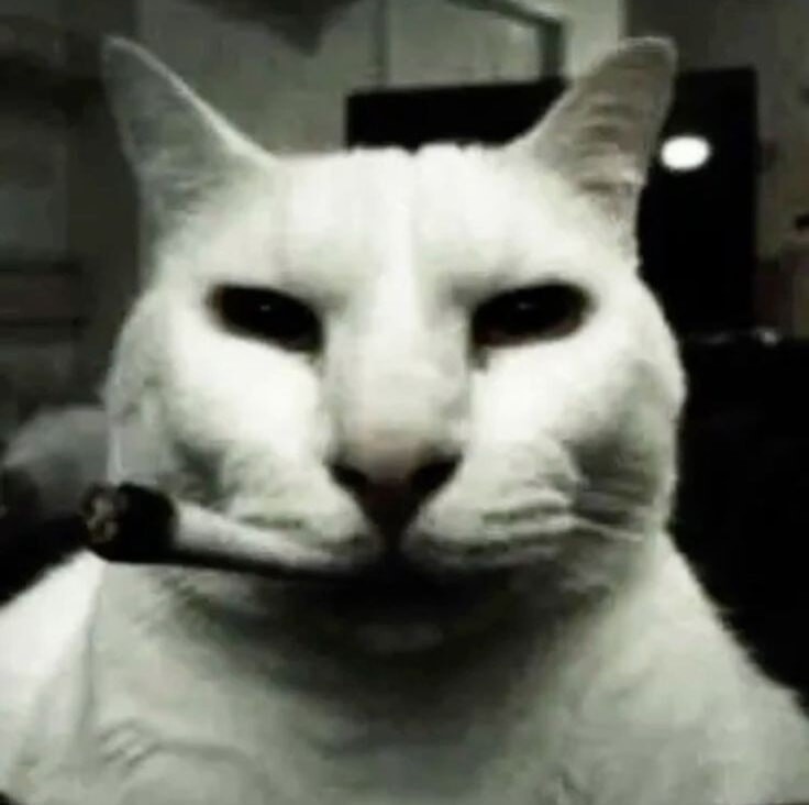 cat - meme