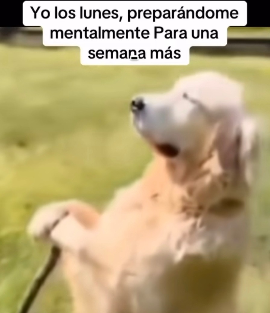 modo lunes activado - meme