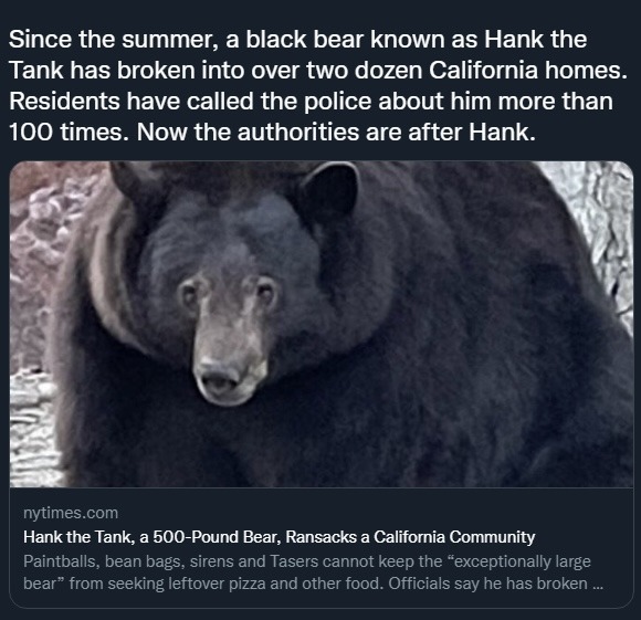It’s a black bear - meme