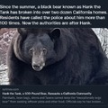 It’s a black bear