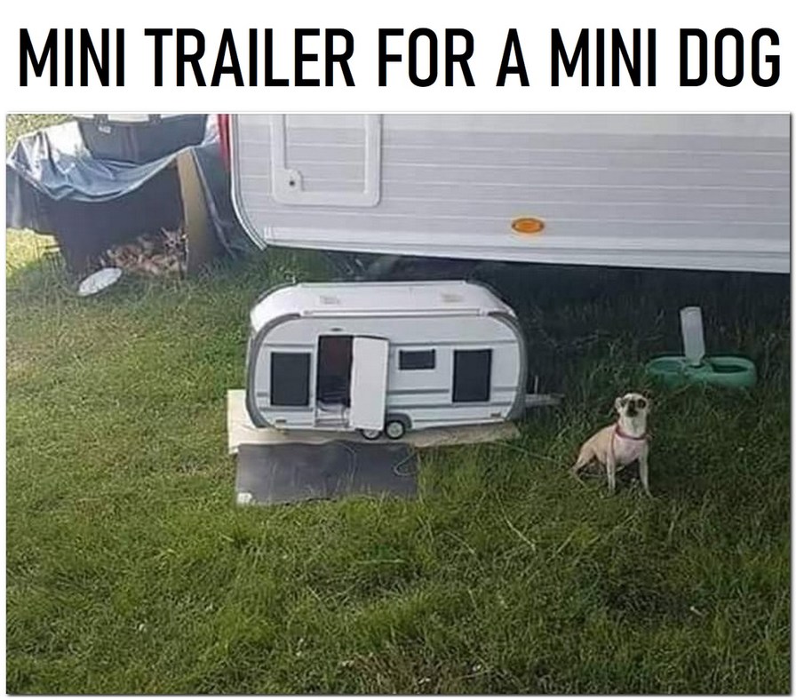 Mini dog with its mini trailer - meme