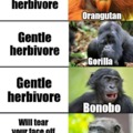 Chimpanzee meme