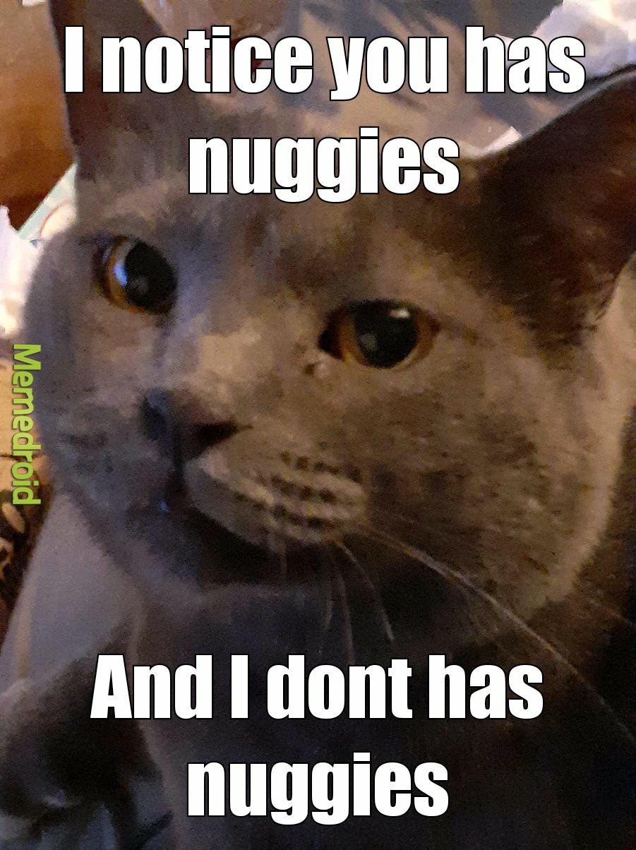 Zeus the Cat Memes