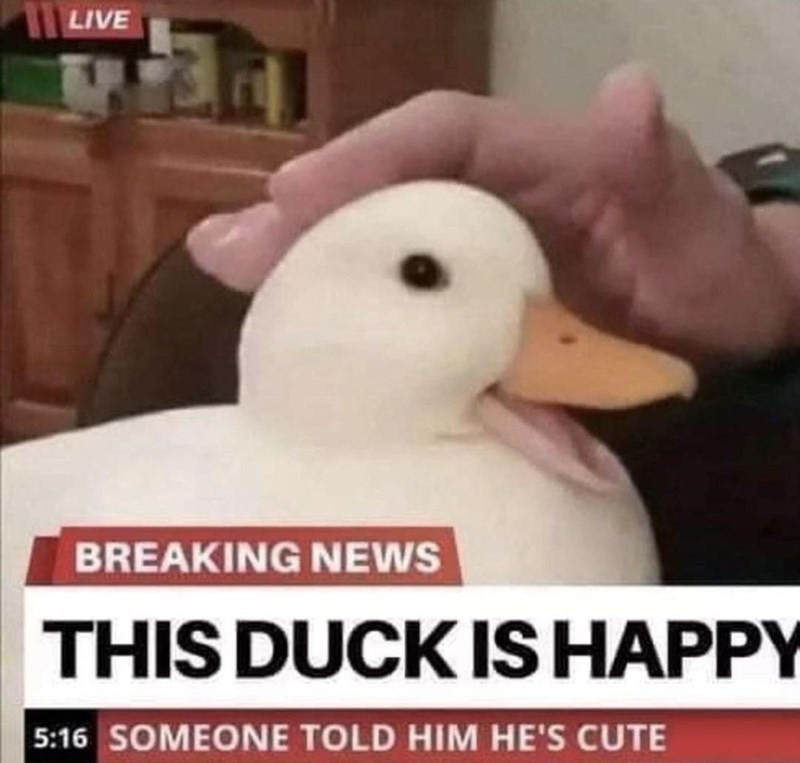 Little happy duck boi <3 - meme