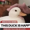 Little happy duck boi <3