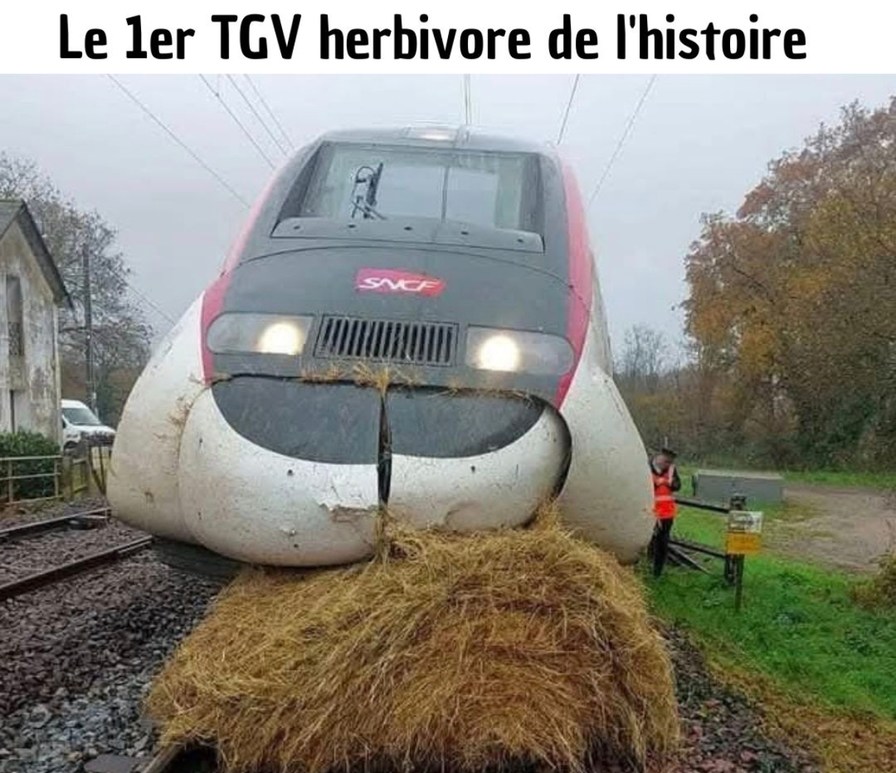 1er TGV vegan spotted, il roule au tofu et au respect de la nature - meme