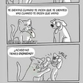 Gatos VS Perros