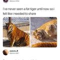 Fatest tiger on earth