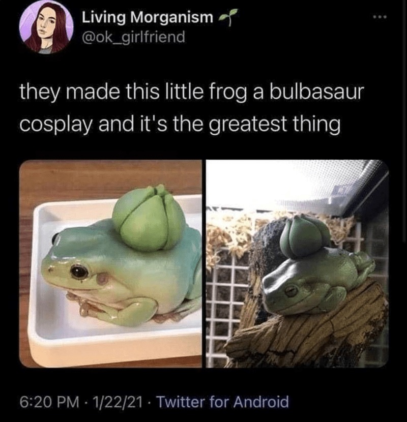 Frog with a bulbasaur cosplay - meme