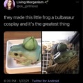 Frog with a bulbasaur cosplay