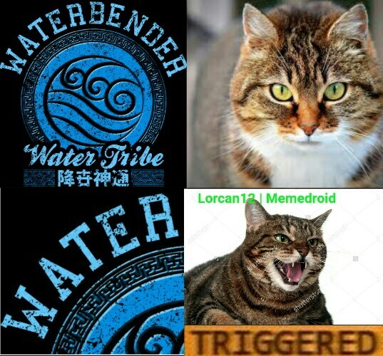 If cats hate getting wet why are they called pussies? - meme