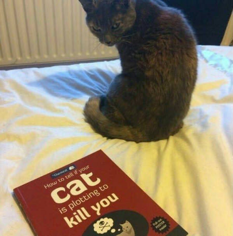 Your cat is plotting to kill you - meme