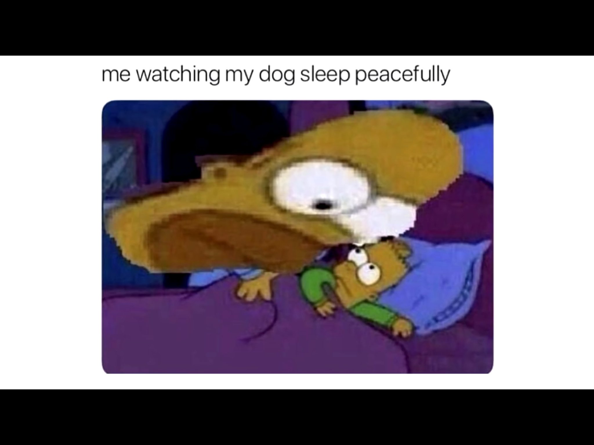 Poor doggo - meme