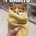 is a cat in a burito