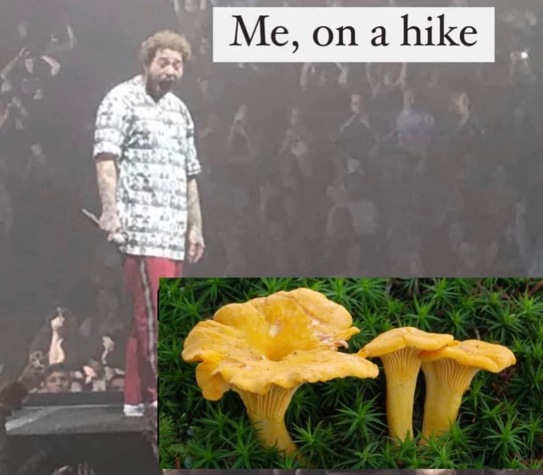 Reject bugs return to mushrooms - meme
