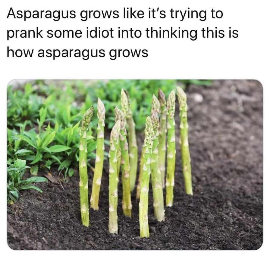 Asparagus - meme