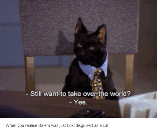 Cat ruler - meme