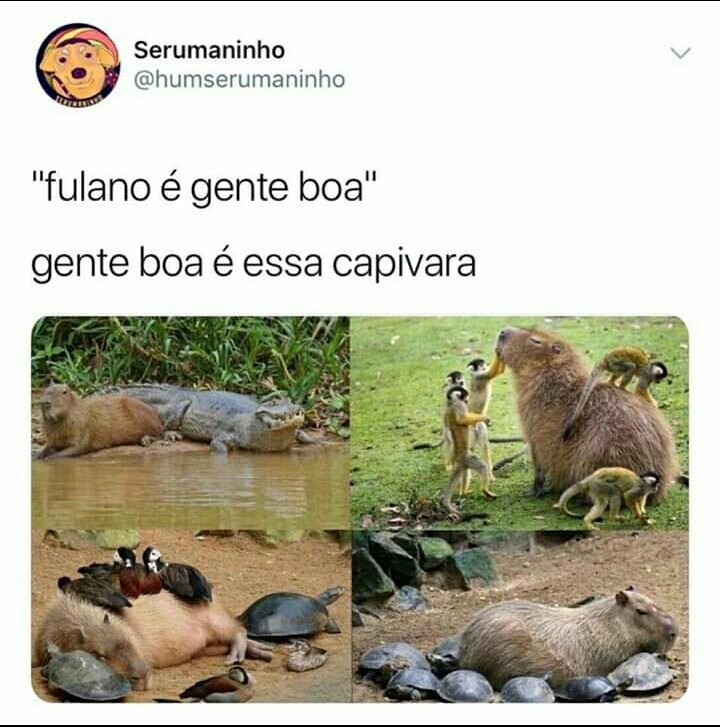 Capibara - meme