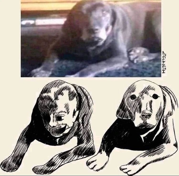 The cursed dog - meme