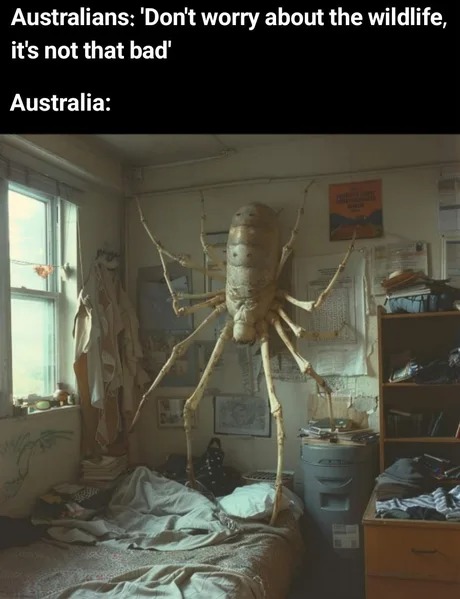 Australian spiders meme