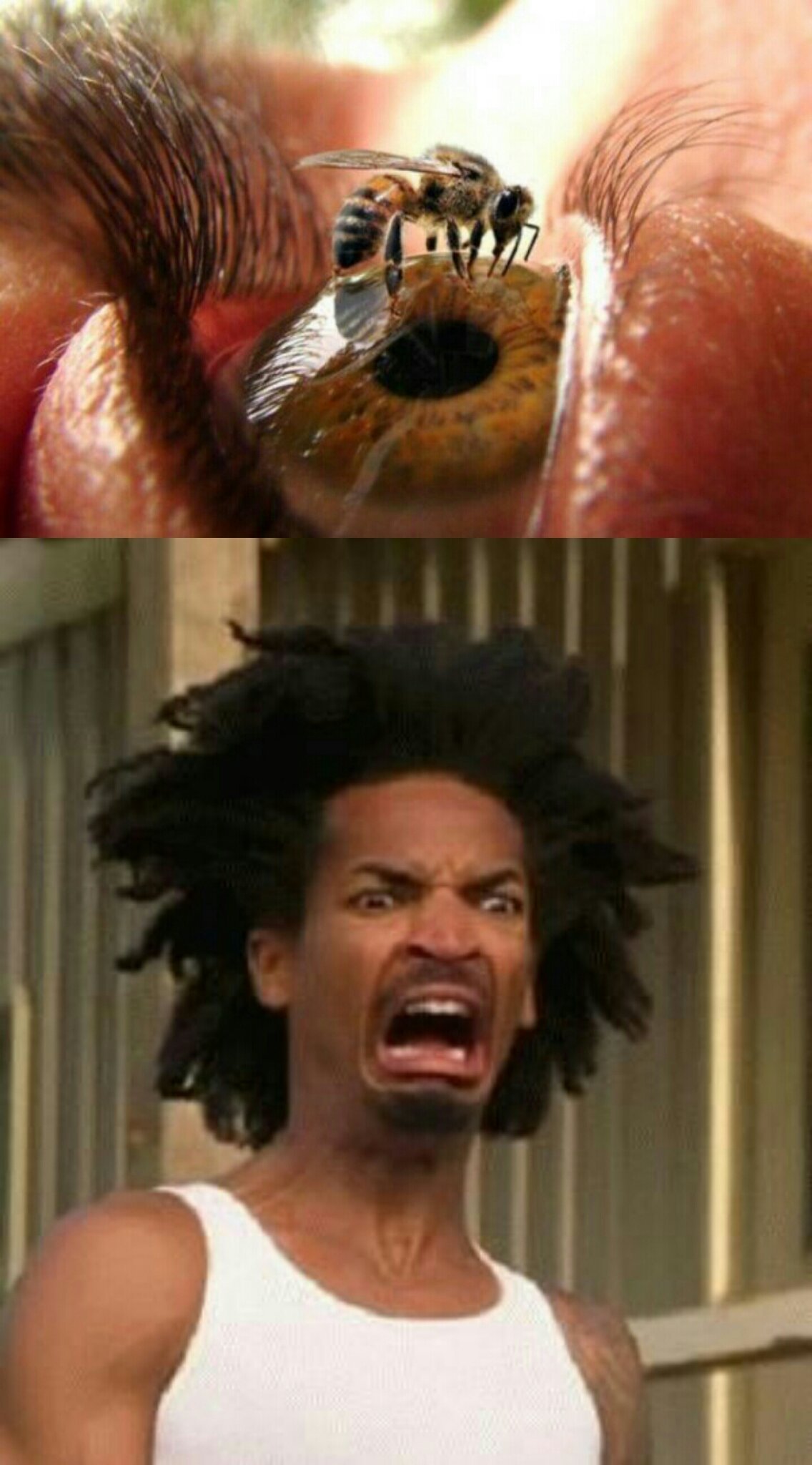 How much $$ to let a bee sting your eye? - meme