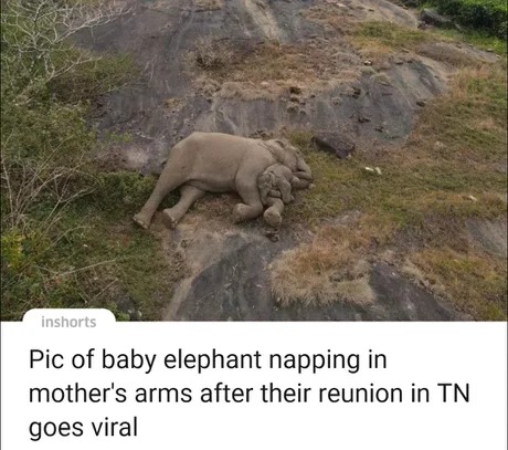Pic of baby elephant napping - meme
