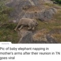 Pic of baby elephant napping