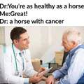 Horse's cancer