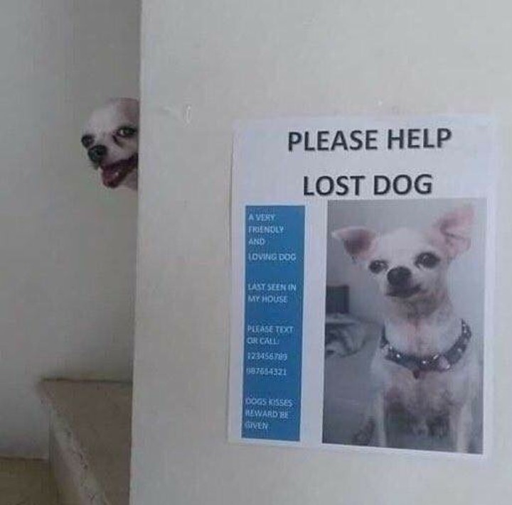 Lost Pet Emergency Dank Memes Amino