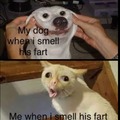 Dog fart