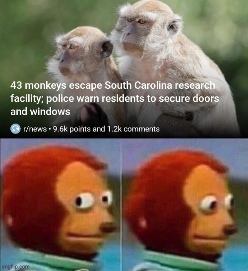 News on the monkeys escape in South Carolina - meme
