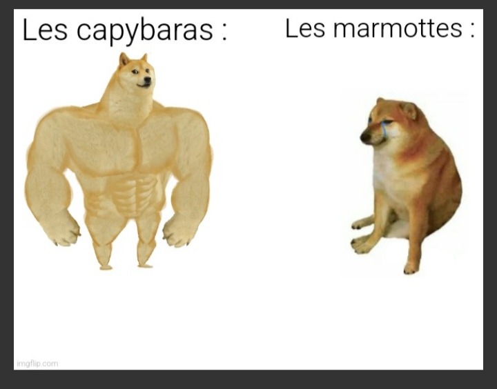 Pauvres marmottes. - meme